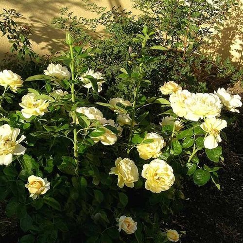 Krémová - Stromkové růže s květy anglických růží - stromková růže s keřovitým tvarem koruny